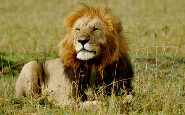 Bez zarzutów za zabicie lwa Cecila