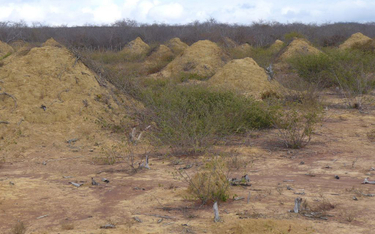 Gigantyczne brazylijskie miasto termitów ma 4000 lat