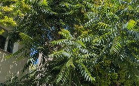 Bożodrzew gruczołkowaty to szybko rosnące drzewo, często z odrostami korzeniowymi