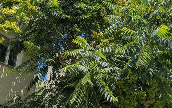 Bożodrzew gruczołkowaty to szybko rosnące drzewo, często z odrostami korzeniowymi