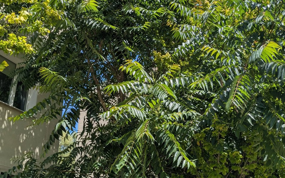 Bożodrzew gruczołkowaty to szybko rosnące drzewo, często z odrostami korzeniowymi