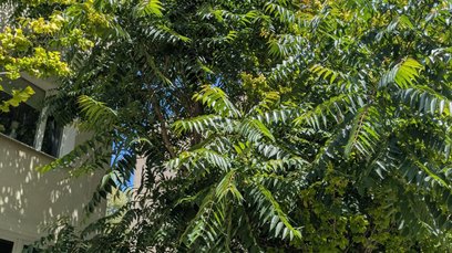 Bożodrzew gruczołkowaty to szybko rosnące drzewo, często z odrostami korzeniowymi