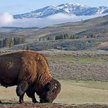 Bizon z Yellowstone (fot. Gary Novak)