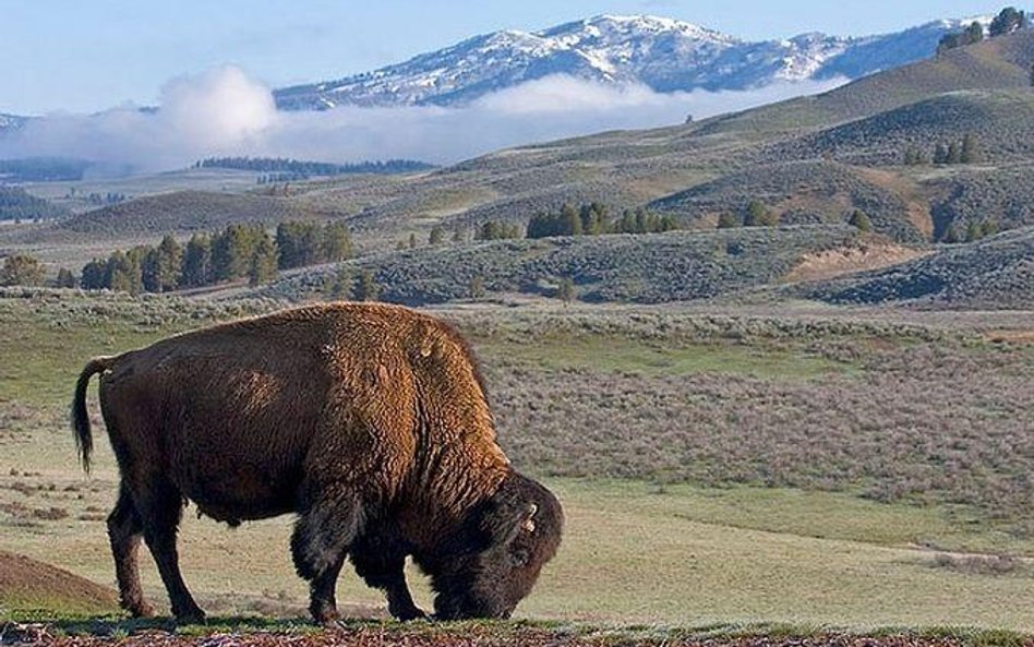 Bizon z Yellowstone (fot. Gary Novak)