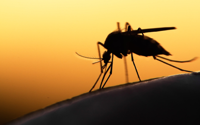 Afryka. Zmiany klimatu napędzają malarię i inne choroby. Powodem komary