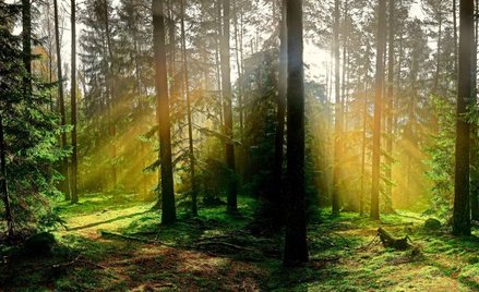 Zielona Tarcza Wschód ma potencjał jednoczesnego wzmocnienia możliwości obronnych oraz renaturyzacji