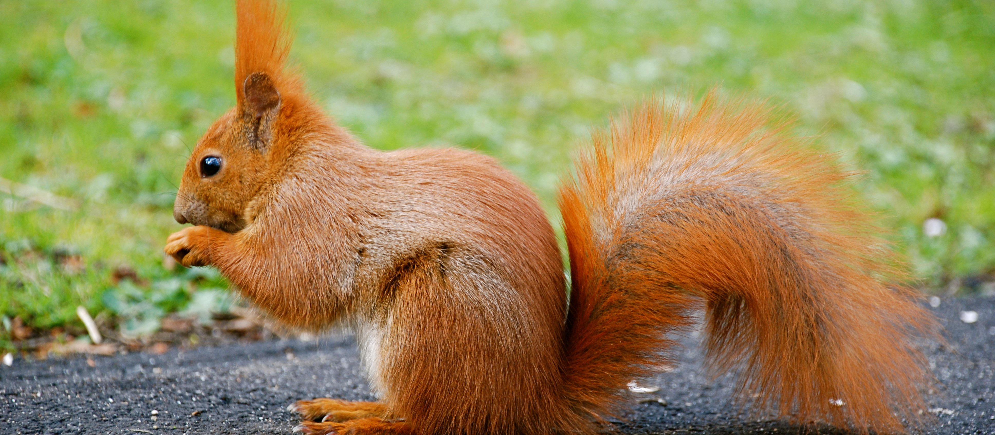 Temu gatunkowi zmiany klimatu są obojętne. Wiewiórki pod lupą badaczy