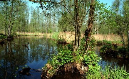 Potrzebne są oczka wodne i młyńskie koła