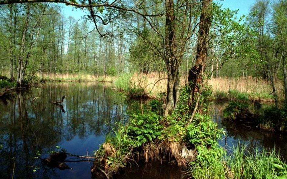 Potrzebne są oczka wodne i młyńskie koła