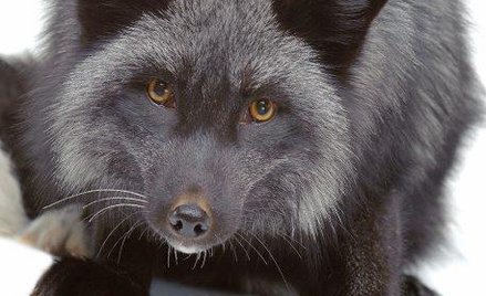 Lisy będą wyrzucane. A na wolności sobie nie poradzą – słyszymy od pracownika schroniska dla zwierzą