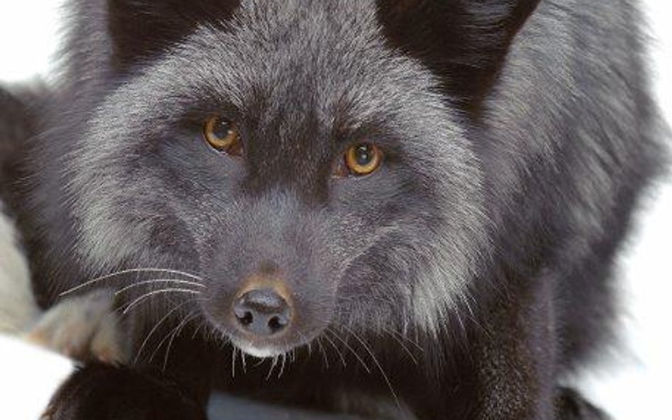 Lisy będą wyrzucane. A na wolności sobie nie poradzą – słyszymy od pracownika schroniska dla zwierzą