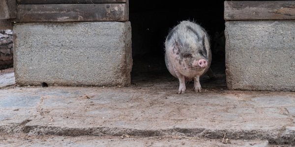 Chcesz się wyprowadzić z miasta? Rząd planuje specjalne przepisy