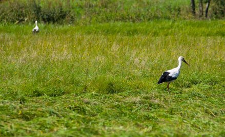 Ceny działek letniskowych