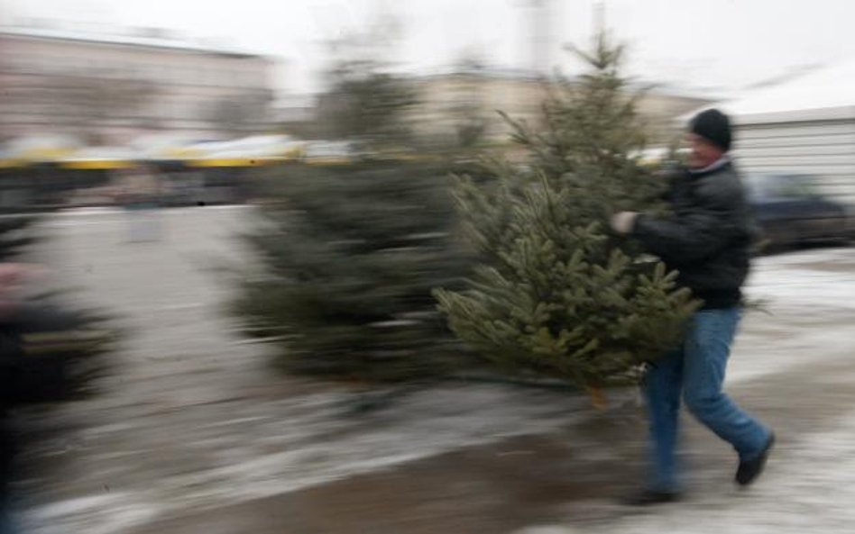 Nie wszystkie choinki w polskich domach pochodzą z legalnych źródeł