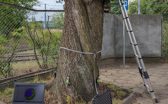 Przebadana grusza pospolita okazała się imponującym okazem o obwodzie pnia 261 cm (na wysokości 130 