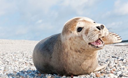 Rybacy pod lupą policji. Trwa śledztwo ws. mordowania fok