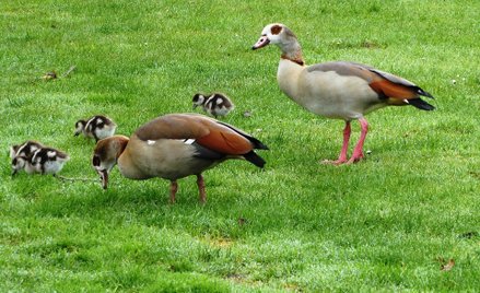Para gęsiówek egipskich z przychówkiem