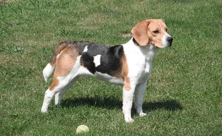 Beagle