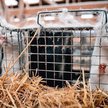 Hodowle zwierząt futerkowych od miesięcy pustoszy pandemia koronawirusa