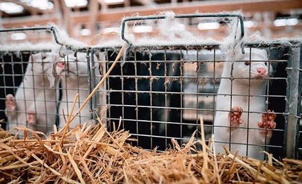 Hodowle zwierząt futerkowych od miesięcy pustoszy pandemia koronawirusa