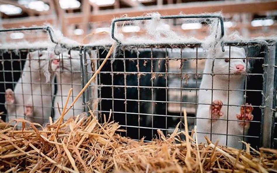 Hodowle zwierząt futerkowych od miesięcy pustoszy pandemia koronawirusa