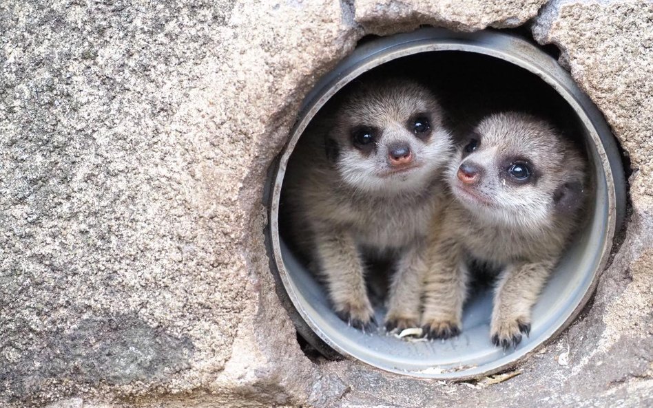 Pierwsze dwa tygodnie życia młode spędziły w gnieździe