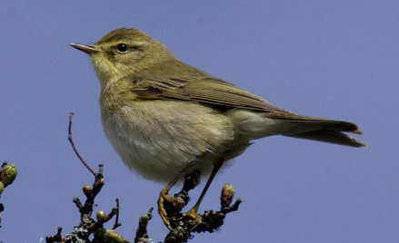 Aviceda (Own work) [CC BY-SA 3.0 (http://creativecommons.org/licenses/by-sa/3.0)], via Wikimedia Com