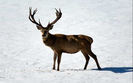 „Królestwo”, reż. Jacques Perrin i Jacques Cluzaud