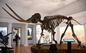 Otwarcie nowej wystawy stałej „Wielkie ssaki epoki lodowcowej” w Muzeum Ziemi PAN