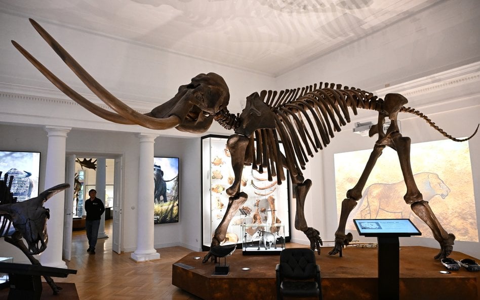 Otwarcie nowej wystawy stałej „Wielkie ssaki epoki lodowcowej” w Muzeum Ziemi PAN