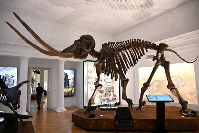 Otwarcie nowej wystawy stałej „Wielkie ssaki epoki lodowcowej” w Muzeum Ziemi PAN