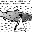 Rysuje Janusz Kapusta