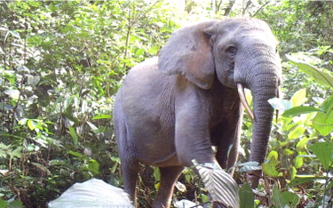 Słonie są inżynierami lasu