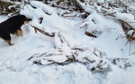 Rzeźba z Parku Fosa po ataku wandali