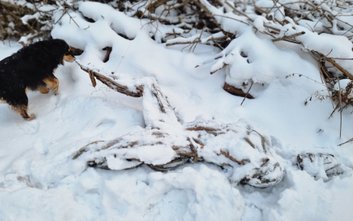 Rzeźba z Parku Fosa po ataku wandali