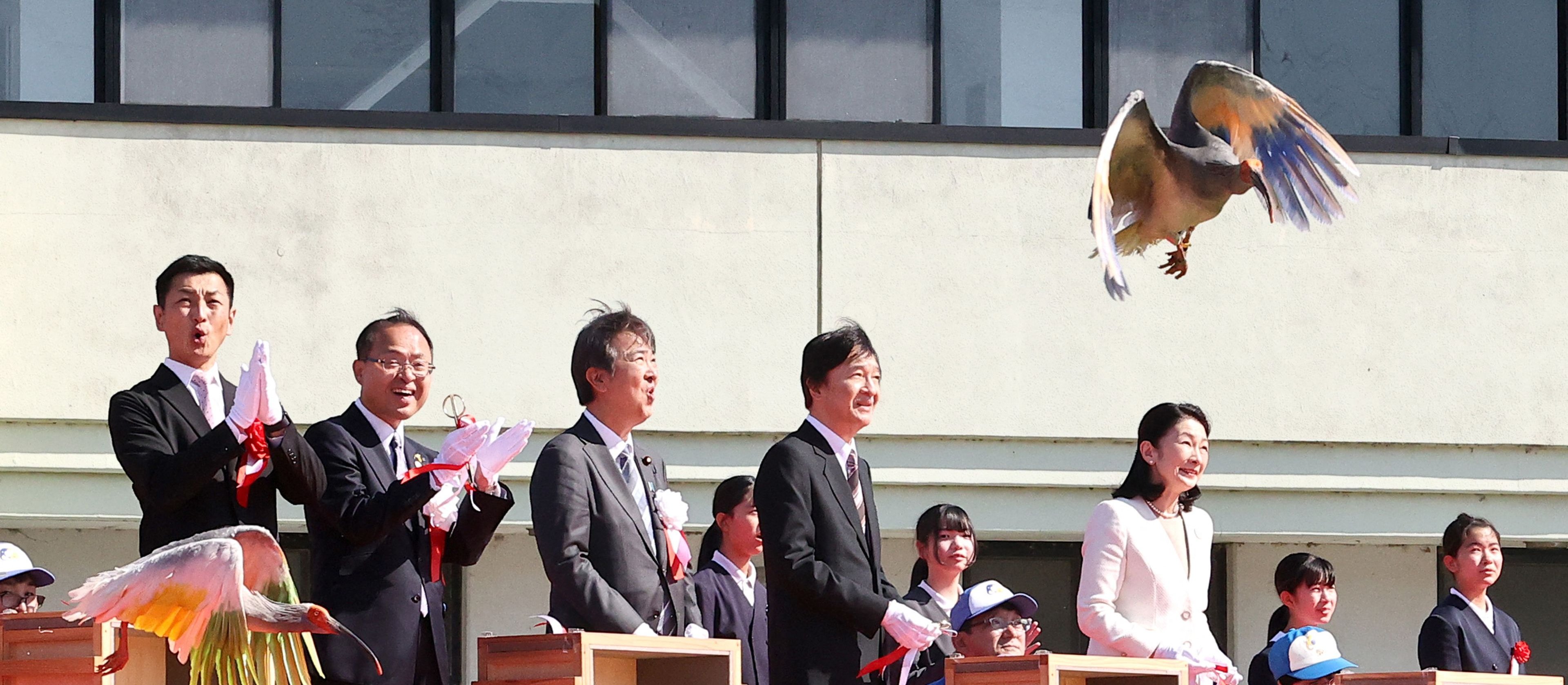 Japonia: Ibisy wyginęły, a teraz powrócą. Niezwykła uroczystość