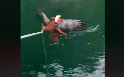 Kanada: Ośmiornica schwytała orła. Ptaka uratowali ludzie