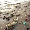Najwięcej plastiku opada na dno lub leży na plażach