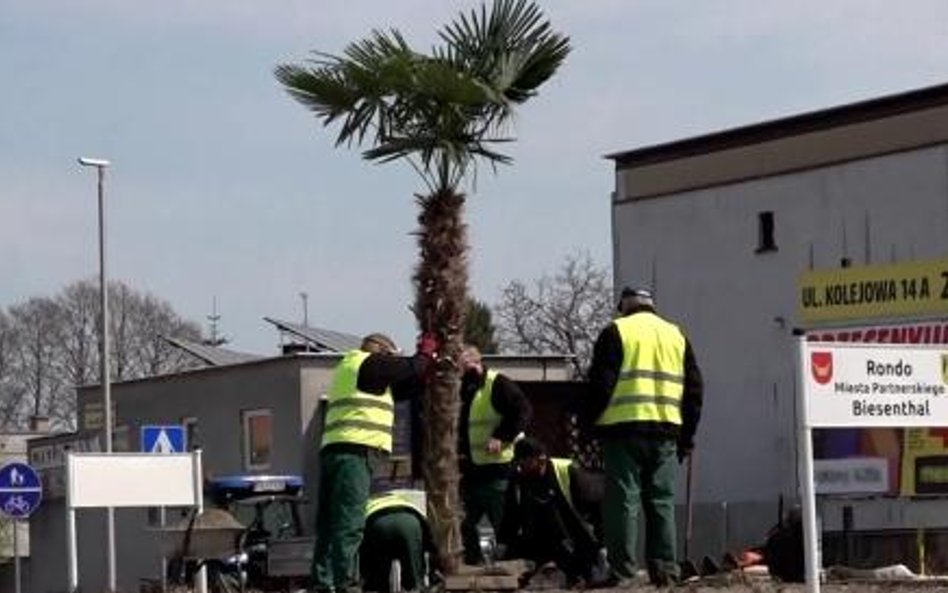 Żywa palma jest atrakcją Nowego Tomyśla. Ale wzbudza też szereg kontrowersji wśród mieszkańców.