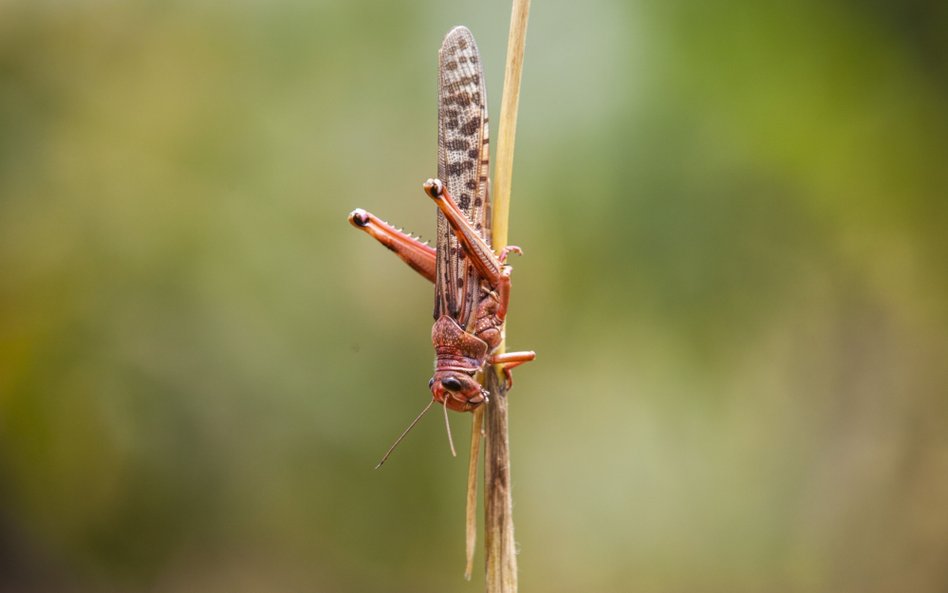 Izraelski robot z uchem insekta. Niezwykły efekt