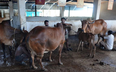 Krowy są uważane w Indiach za święte zwierzęta