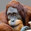 Orangutany trzymane w niewoli mają zaskakująco sprawny aparat mowy