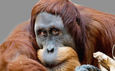 Orangutany trzymane w niewoli mają zaskakująco sprawny aparat mowy