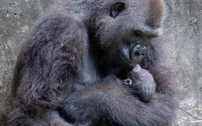 Nowy Orlean: Pierwsze od 25 lat narodziny rzadkiego goryla