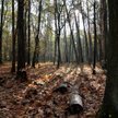 Anita Błaszczak: W lesie z wolnym rynkiem