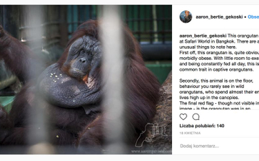 Otyły orangutan zamknięty w klatce. "Może jedynie jeść"