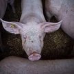 29 stycznia Rosja zażądała od Unii Europejskiej, aby nie certyfikowała wieprzowiny wysyłanej do Rosj