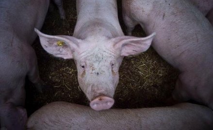 29 stycznia Rosja zażądała od Unii Europejskiej, aby nie certyfikowała wieprzowiny wysyłanej do Rosj