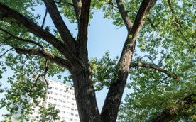 Topola kanadyjska z Ochoty kandydowała do tytułu Warszawskiego Drzewa Roku 2025