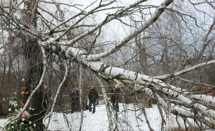 Antoni Macierewicz: Samolot nie uderzył w brzozę